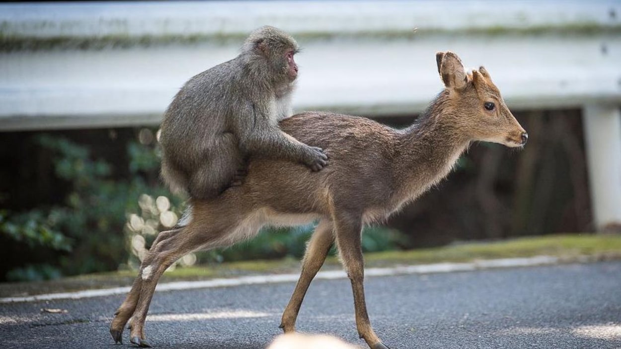 Photo du macaque sur le dos d'une biche Photo du macaque sur le dos d'une biche