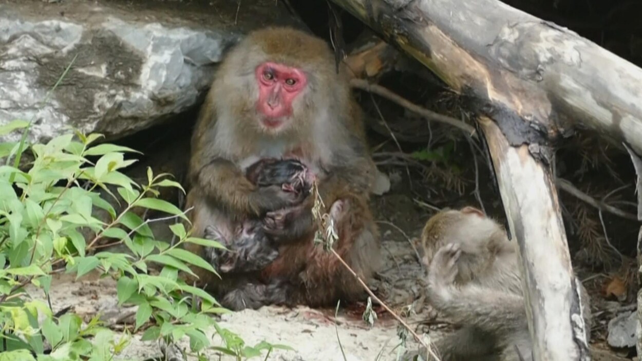 Un Bebe Macaque Japonais Au Zoo Sauvage De Saint Felicien Radio Canada Ca