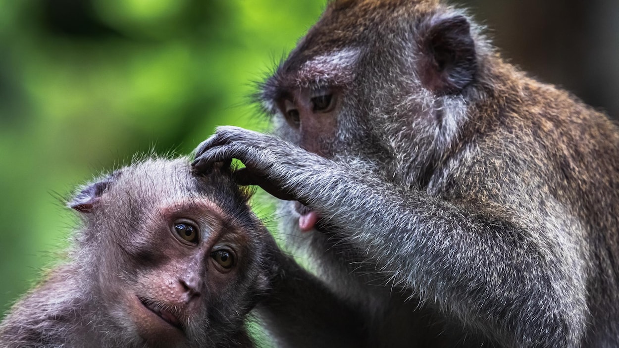 Une colonie de macaques destinée à la recherche s’installera à l’Université Laval