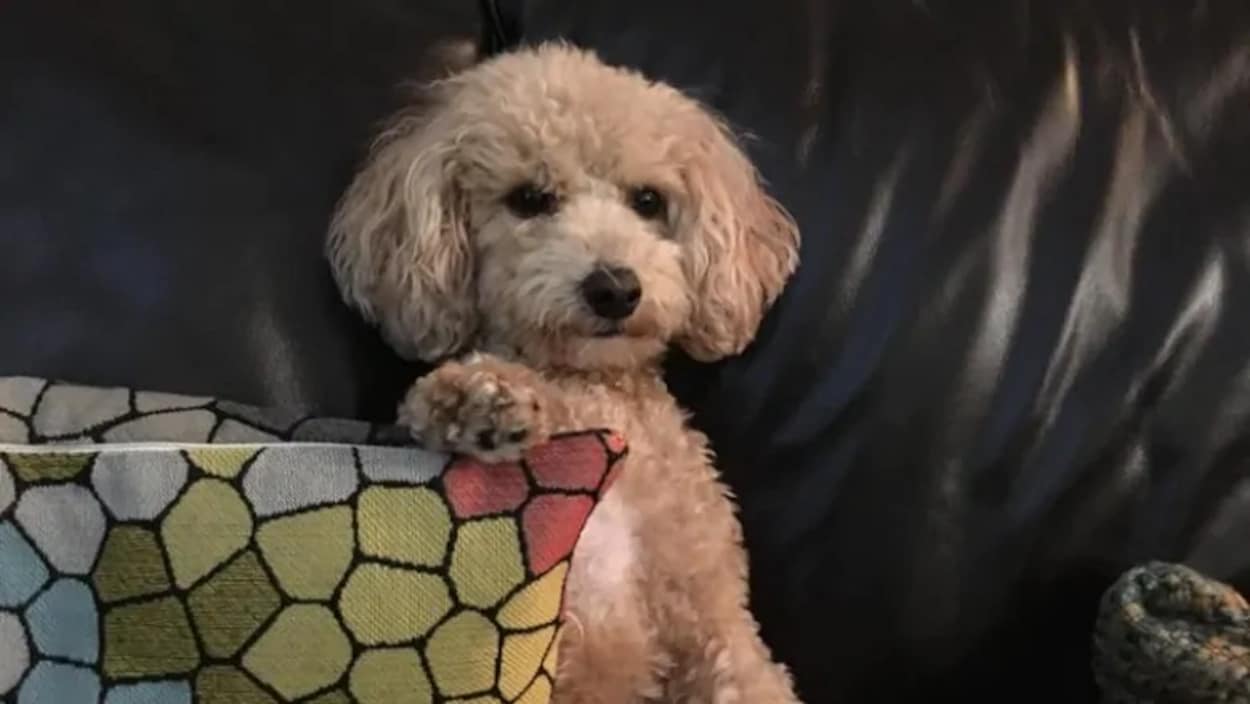 Une chienne sur un canapé