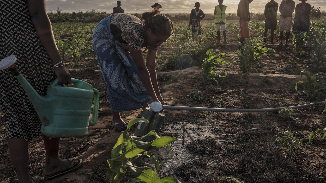 Après le choc énergétique, le spectre d’une crise alimentaire mondiale