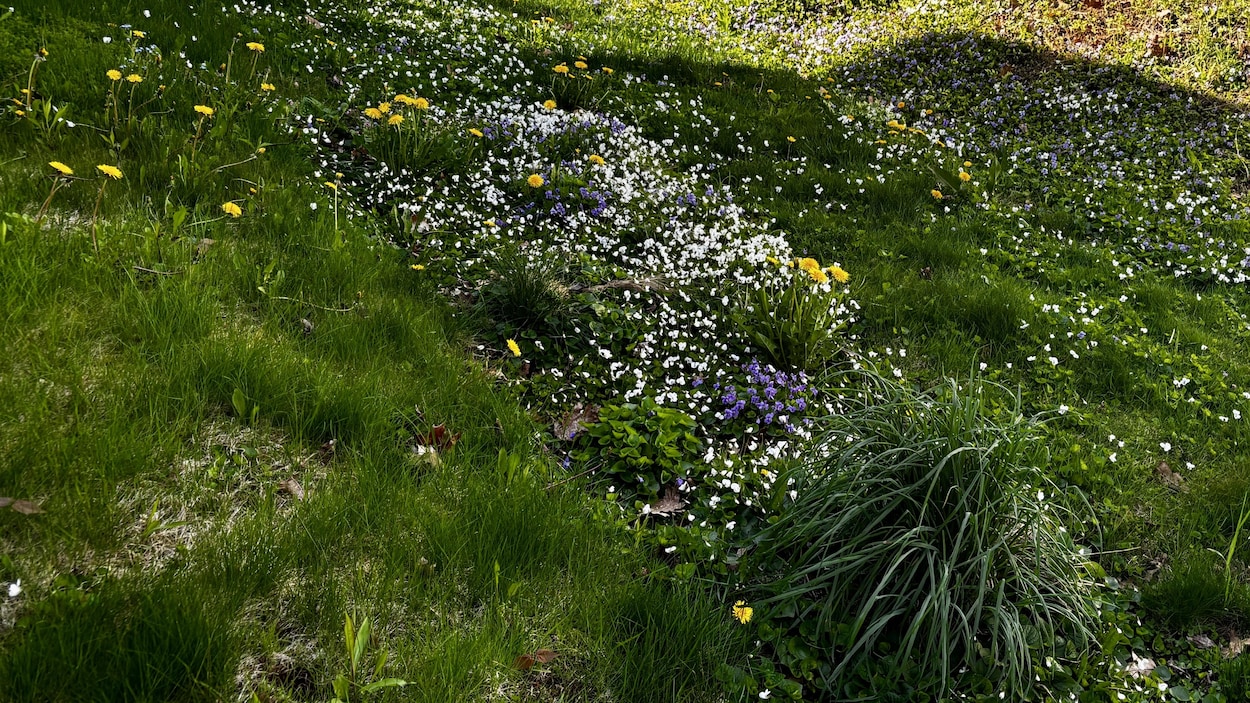 « Mai sans tondeuse » pour réveiller la biodiversité