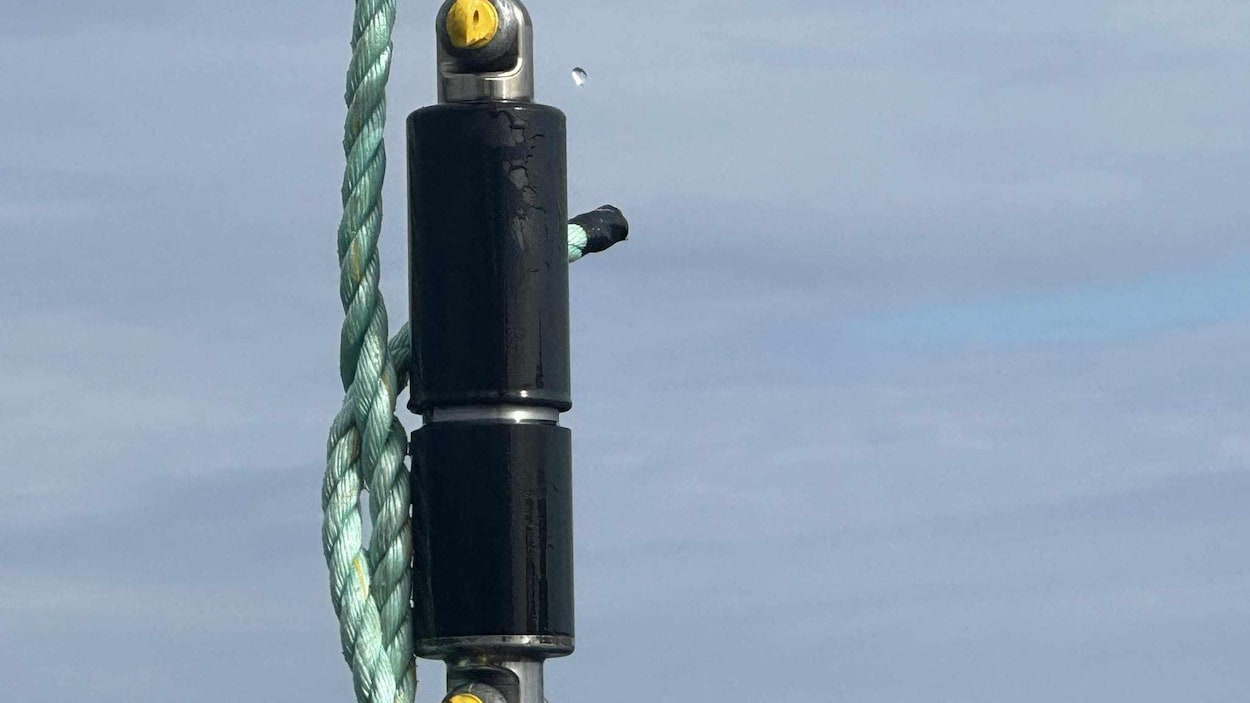 Un appel aux crabiers volontaires pour protéger les baleines