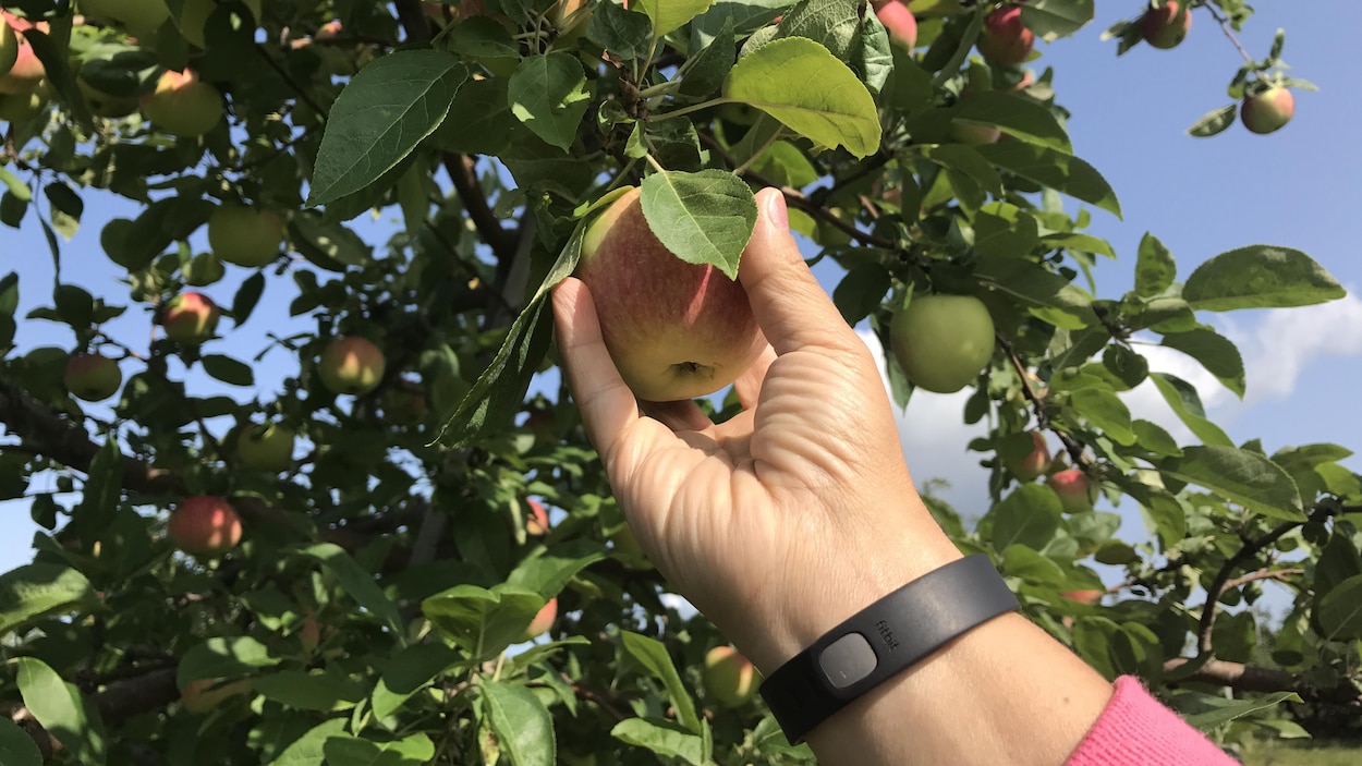 Photo d'une main qui cueille une pomme sur une branche de pommier. Photo d'une main qui cueille une pomme sur une branche de pommier.