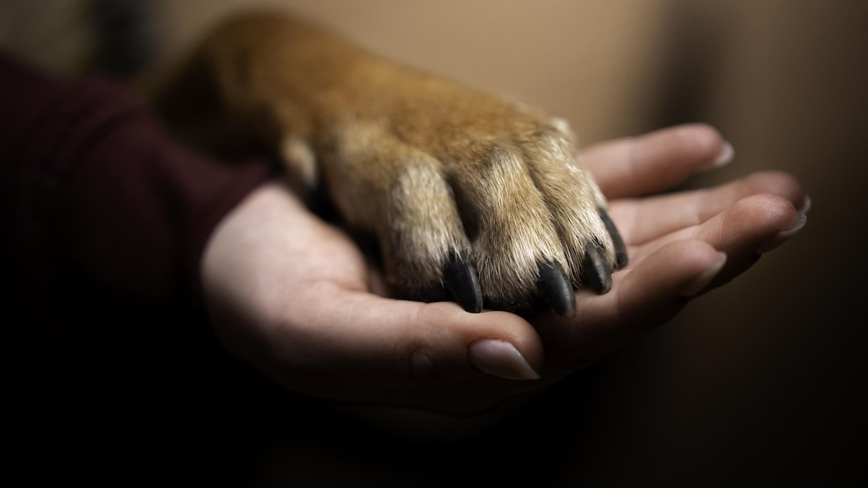 Cruauté envers les animaux : un suspect arrêté après une enquête policière