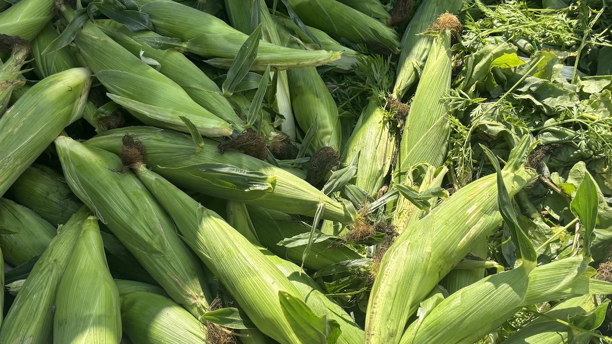 La saison du maïs sucré s’amorce tranquillement au Saguenay–Lac-Saint-Jean