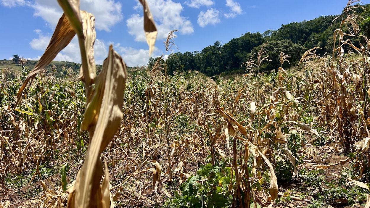 Épisode extrême d’El Niño : « Tout est en train de sécher » au Honduras
