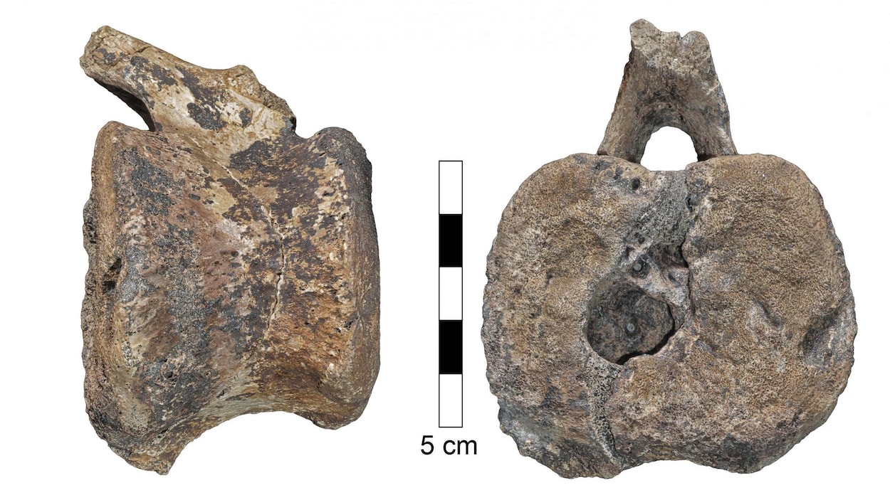 Os de la queue du fossile d'un hadrosaure avec à l'intérieur un trou lisse et convexe.