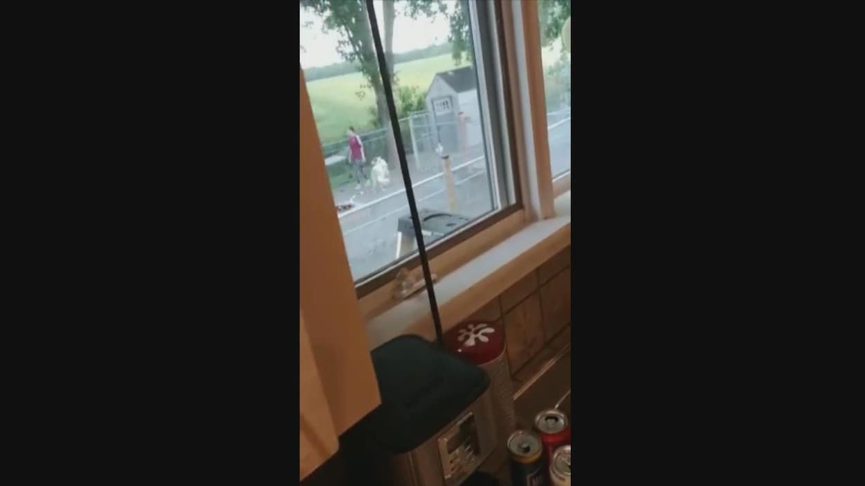 Cette vidéo d'un chien qui reçoit plusieurs coups de pieds d'une femme, alors qu'il pleure et se cache, est devenue virale sur les réseaux sociaux.