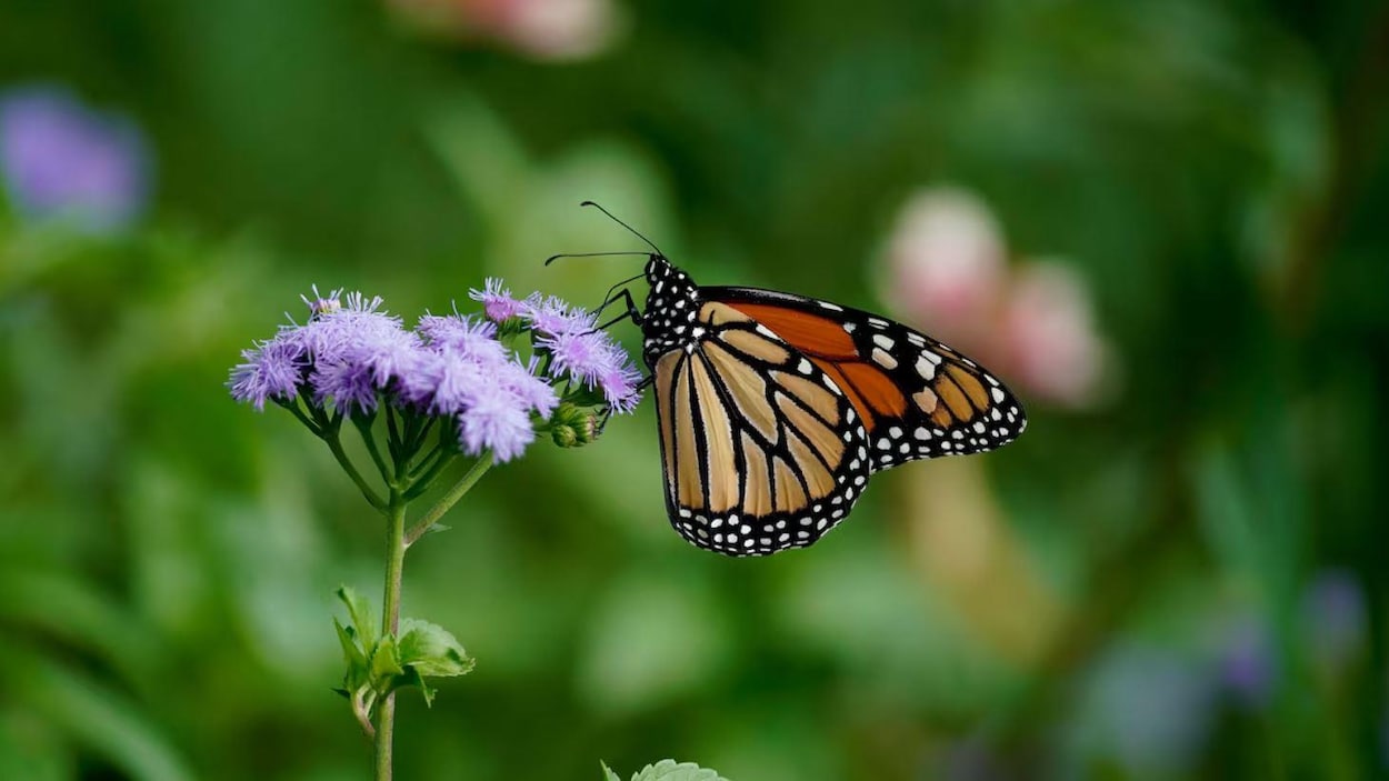 Un été chaud et humide coïncide avec un regain inattendu des monarques dans les Prairies