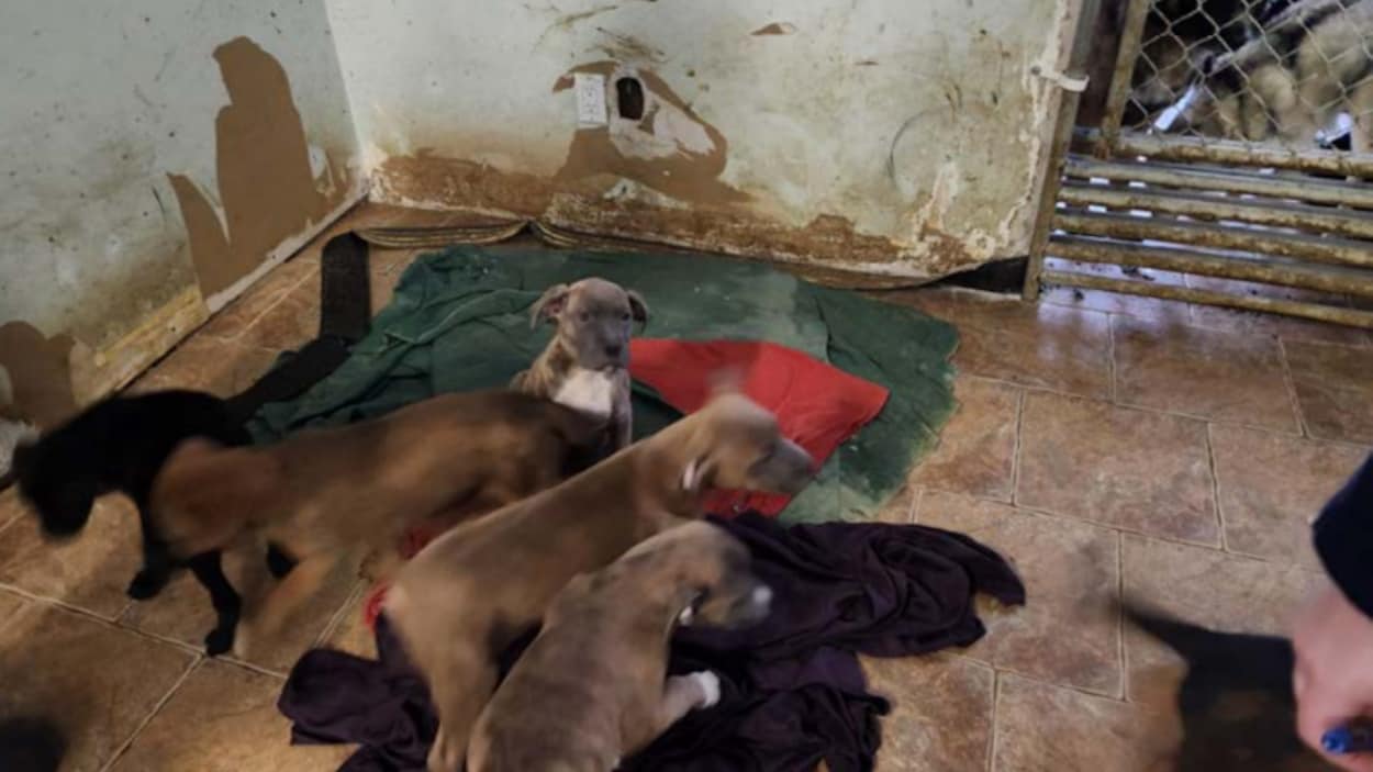 Le chenil Kaninou remis à l’ordre par le MAPAQ plusieurs fois avant la mort d’un chien