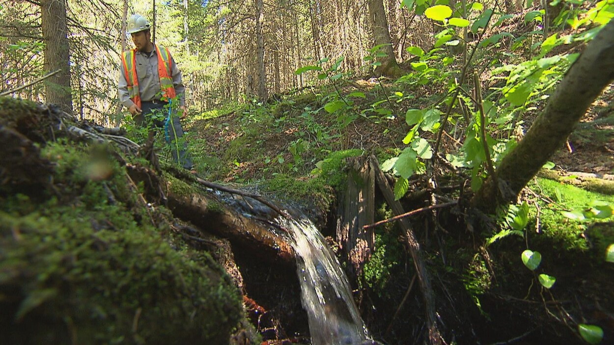 Marc-Olivier Dubé, vêtu de sa veste et de son casque de travail, marche dans la forêt