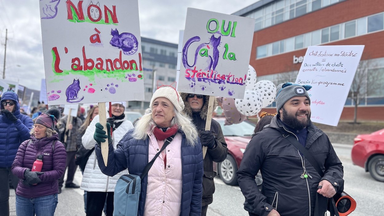 Chats errants : une marche pour demander des services de stérilisation plus accessibles