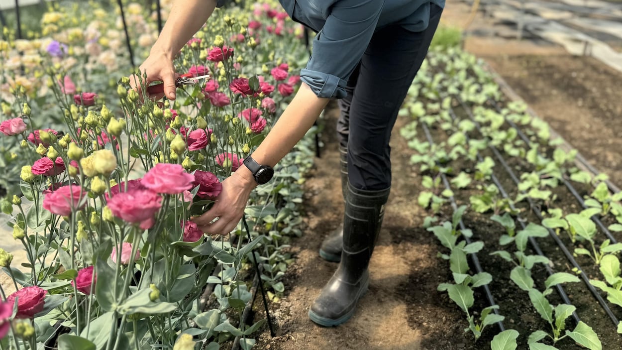L’achat local de fleurs encore impopulaire au Québec