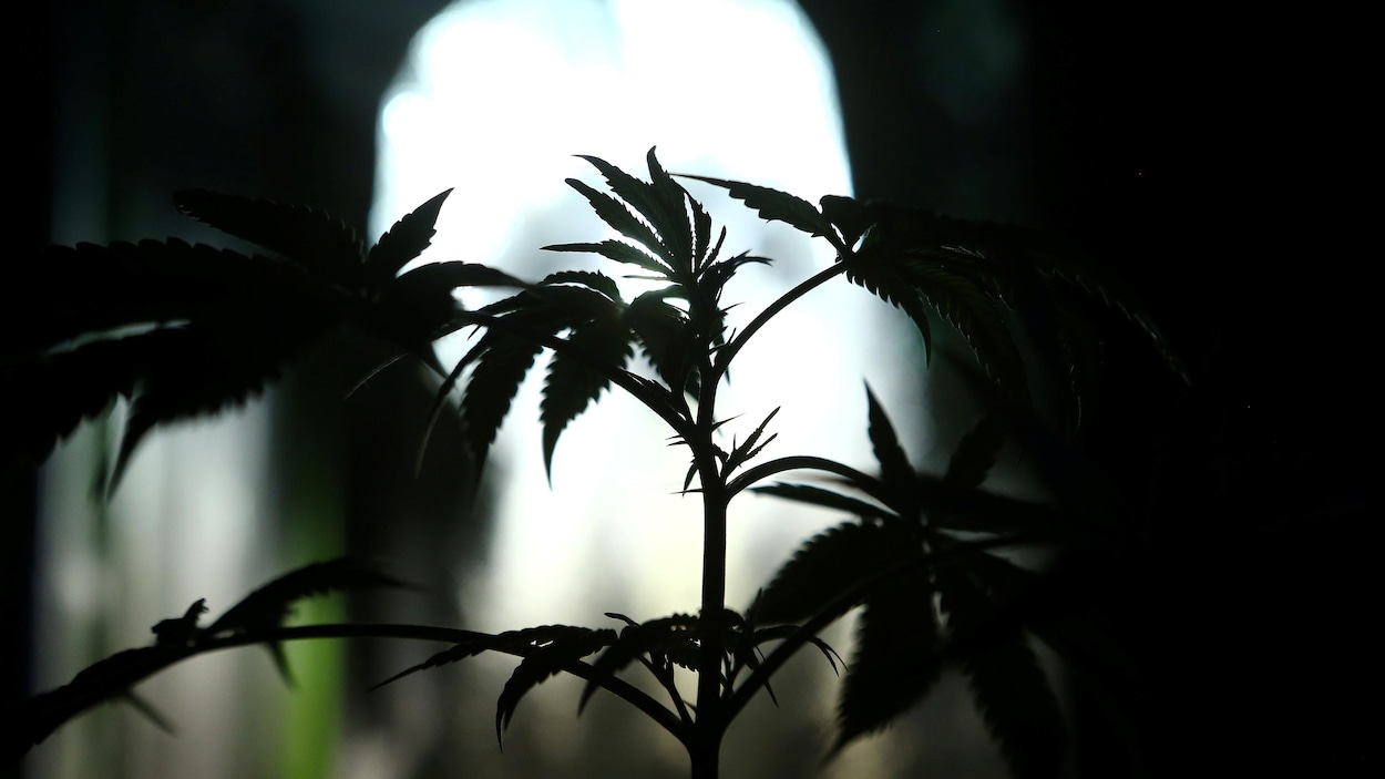 Un plant de marijuana Un plant de marijuana