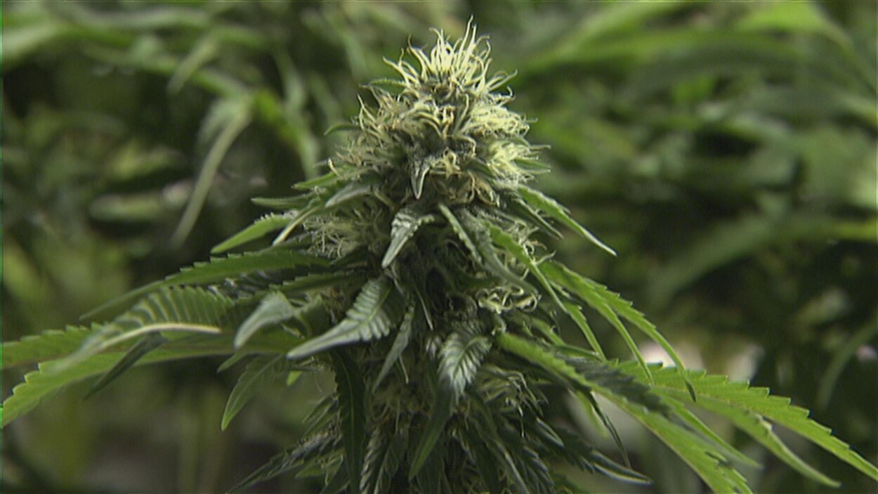 plan de cannabis