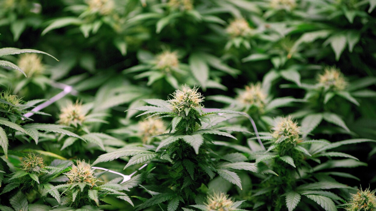 Des plants de marijuana Des plants de marijuana