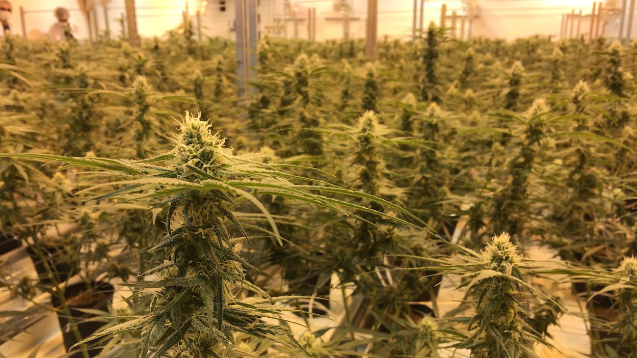 Photo de plants verts de cannabis dans une serre. Photo de plants verts de cannabis dans une serre.