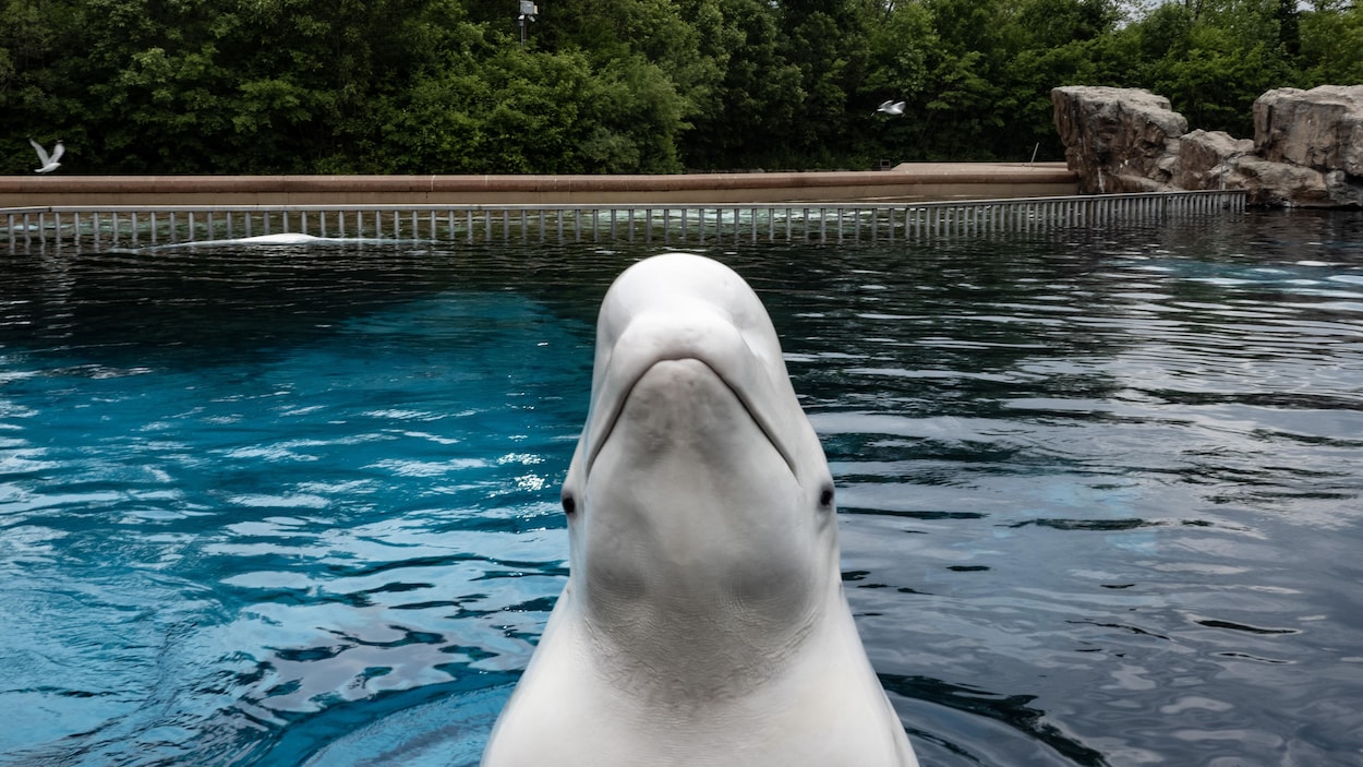 Le transfert des bélugas de Marineland menacé?