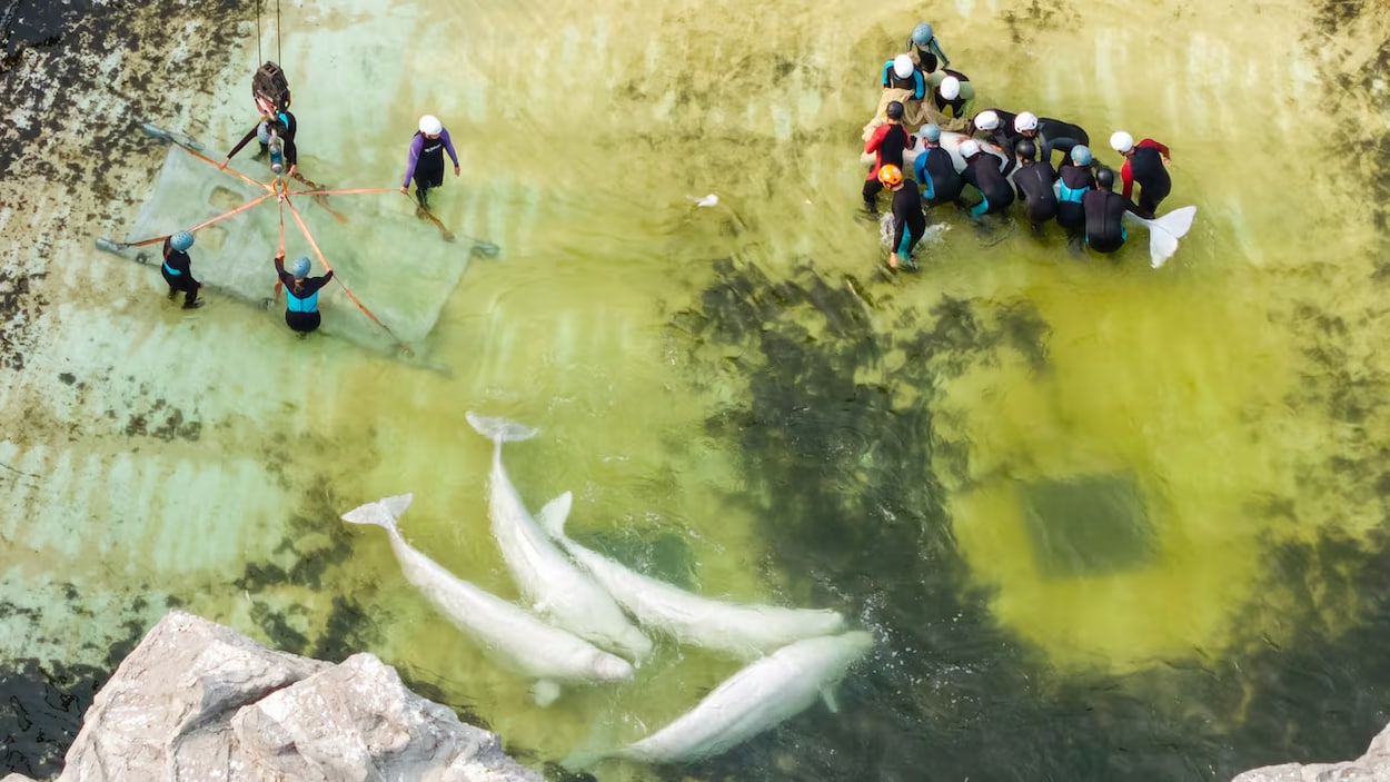 Combien de cétacés de Marineland survivront à la 1re année du transfert?