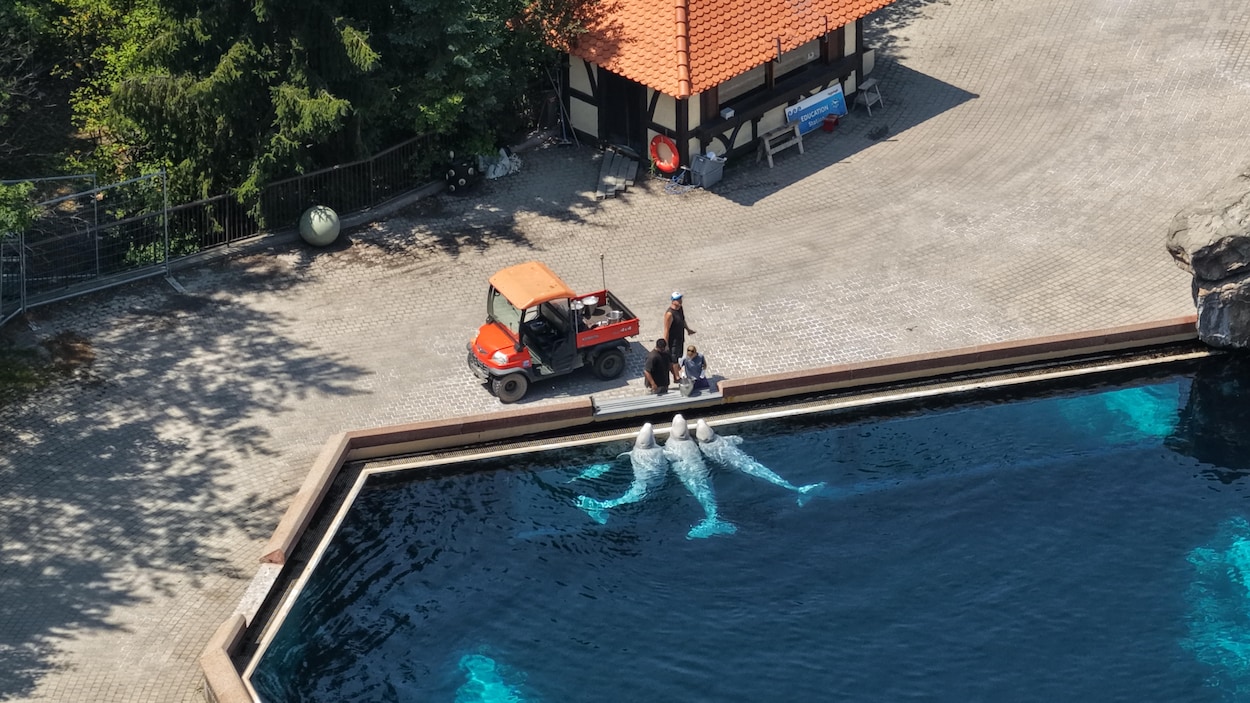 Marineland : 6 bélugas en route vers leur nouvelle demeure