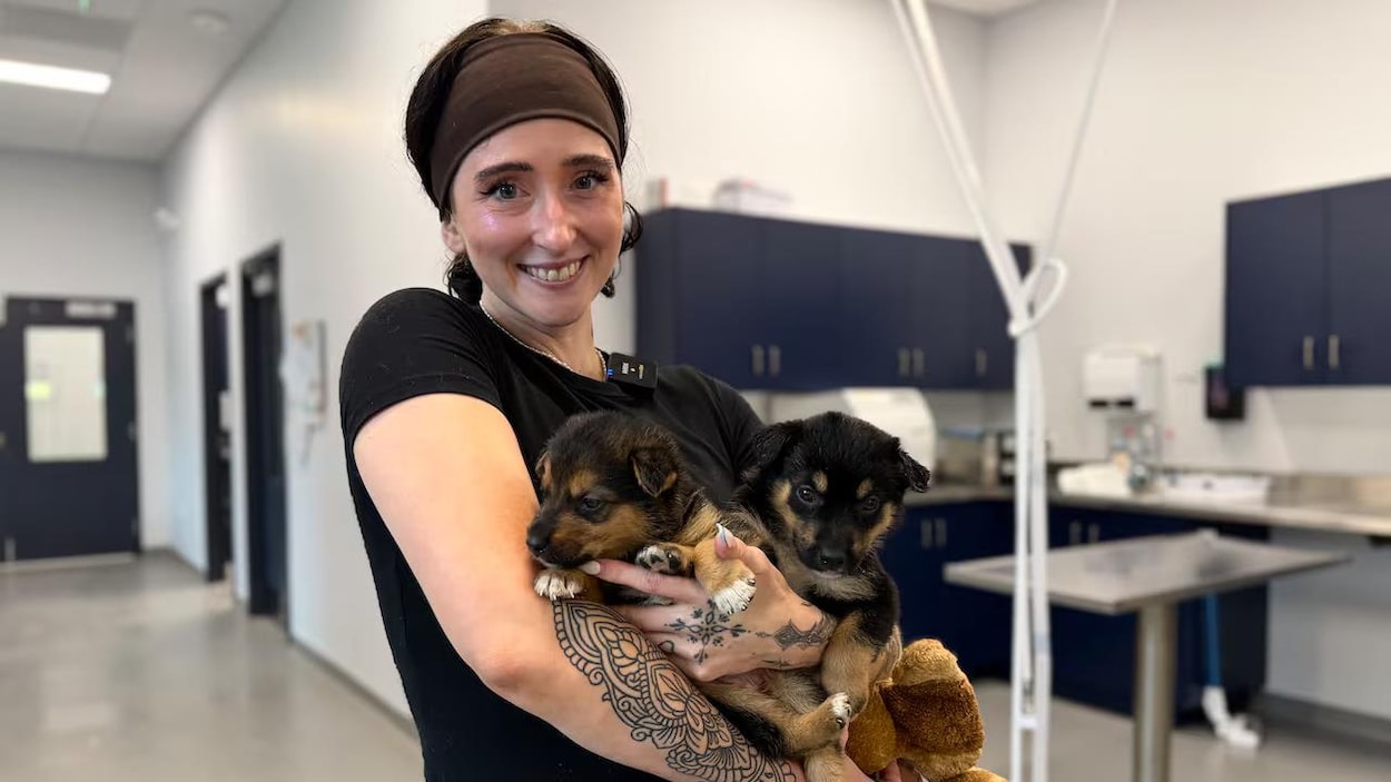 Des animaux évacués du Nord de l’Ontario accueillis à London