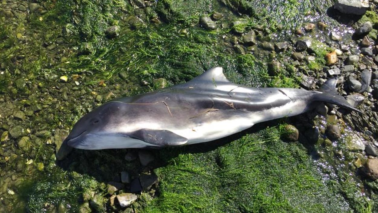 Un marsouin a été trouvé sur la plage de Sainte-Luce-sur-Mer.