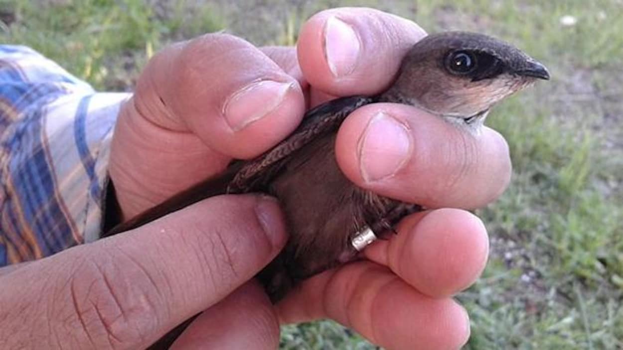 Un biologiste qui tient un Martinet ramoneur dans sa main.