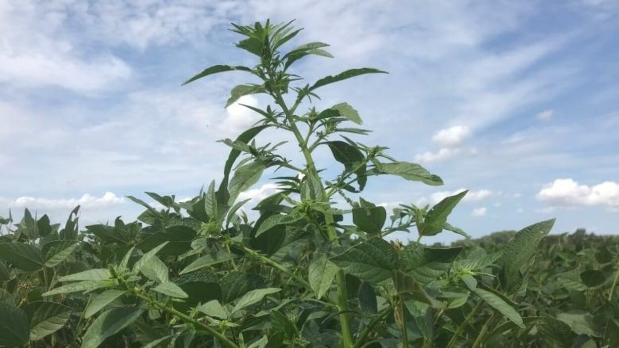 Une plante qui s'élève vers le ciel dans un champs.