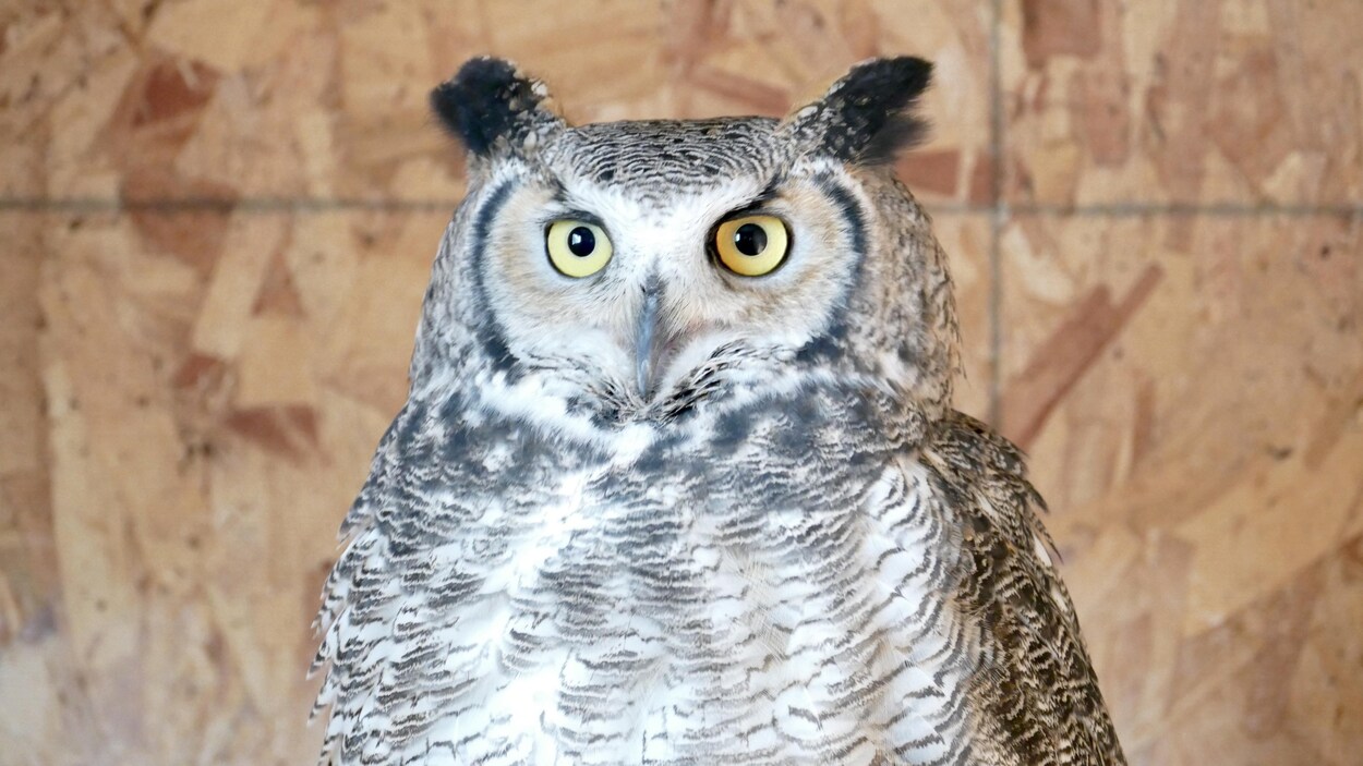 Max est l’un des ambassadeurs du centre de réhabilitation Wildlife Haven. Le Grand-duc d’Amérique adore se présenter en public. « Il réagit vraiment aux enfants », dit Roger Perron.