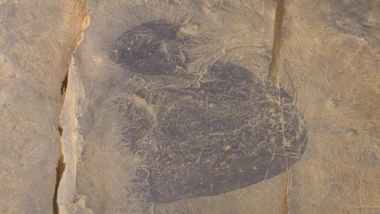 chaussure meduse adulte