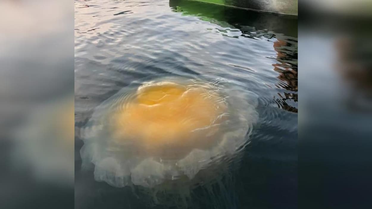 Une méduse Phacellophora camtschatica, qui ressemble à un oeuf frit géant, dans l'eau.