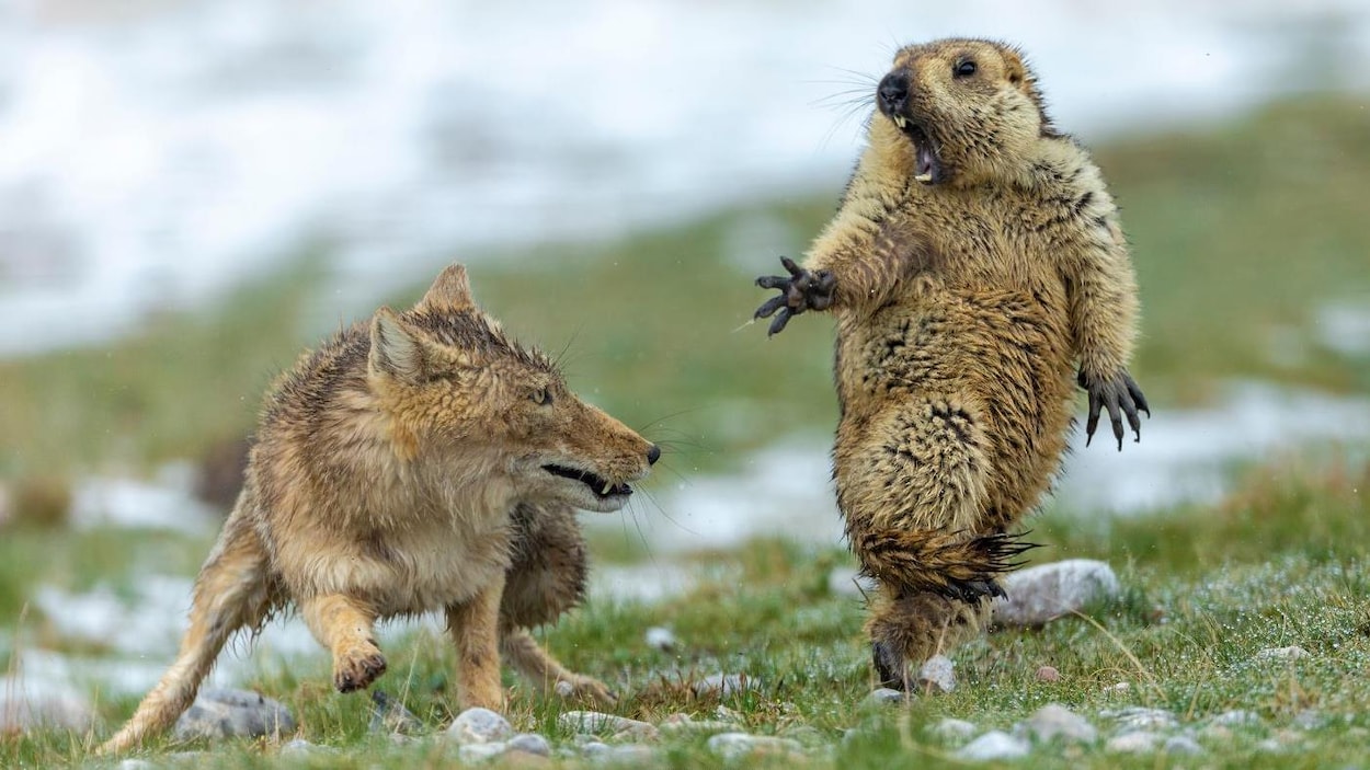 Voici La Meilleure Photo Animalière De Lannée Ici Radio - 