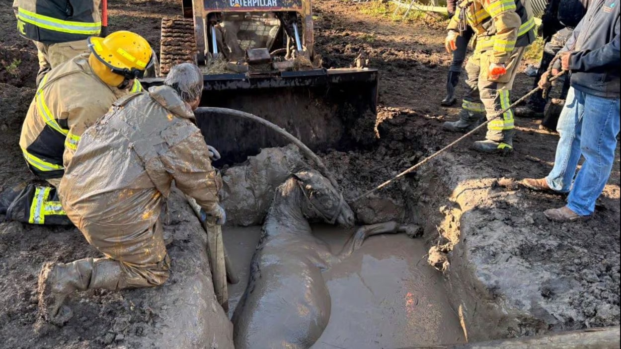 Un cheval sain et sauf après être tombé dans une fosse remplie de boue