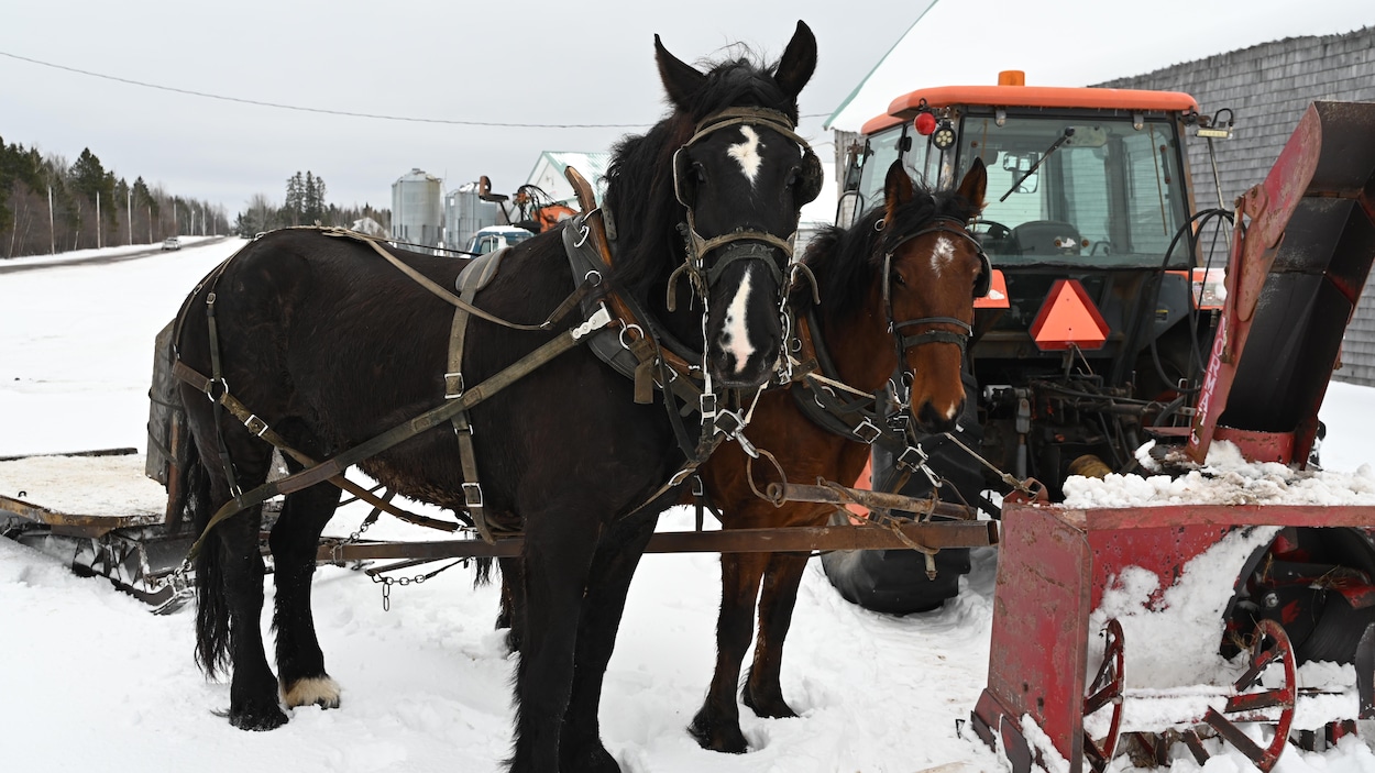 Un groupe de mennonites ontariens arrive près de Sainte-Marie-de-Kent