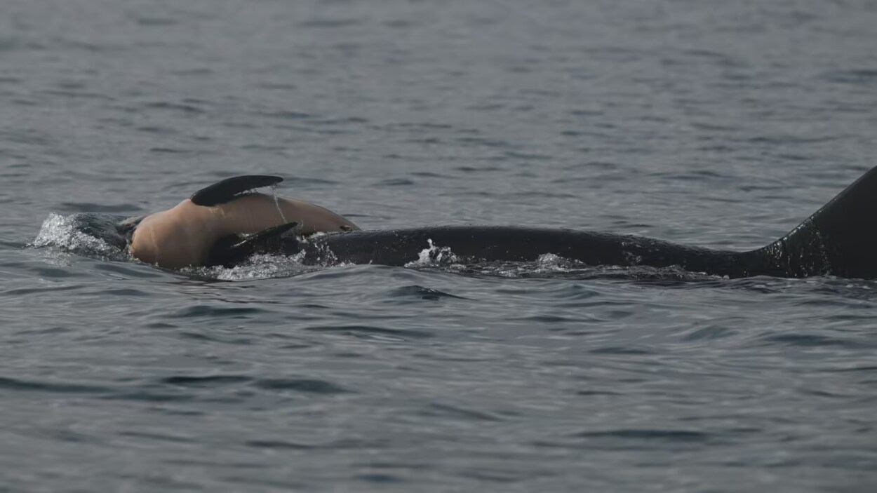 Une femelle épaulard aperçue en train de pousser son nouveau-né mort