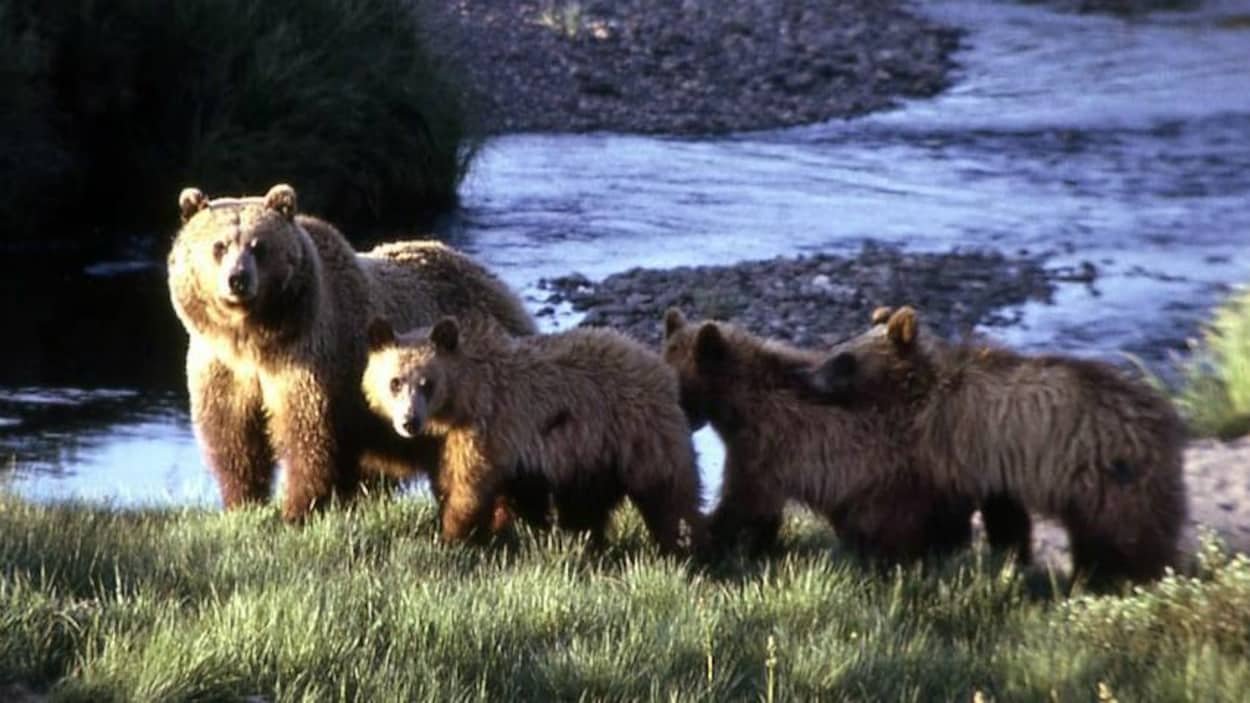 Une mère grizzly et trois oursons, sur les rives d'un cours d'eau.