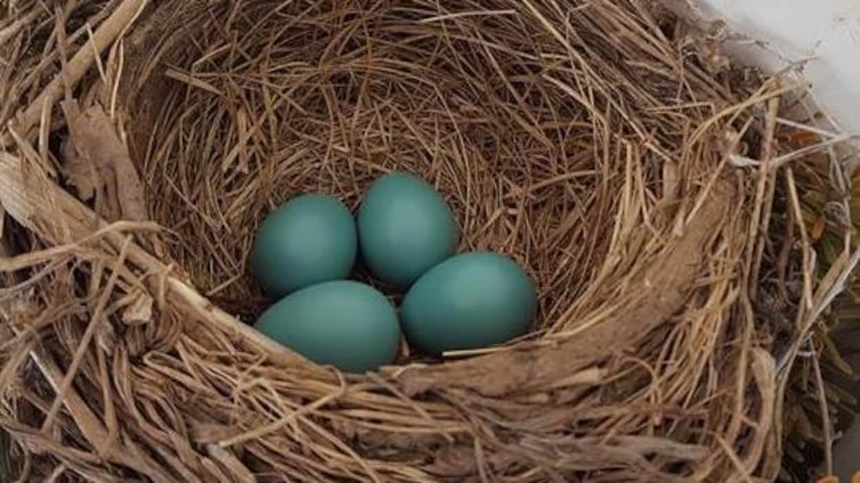 Quatre oeufs verts dans un nid Quatre oeufs verts dans un nid