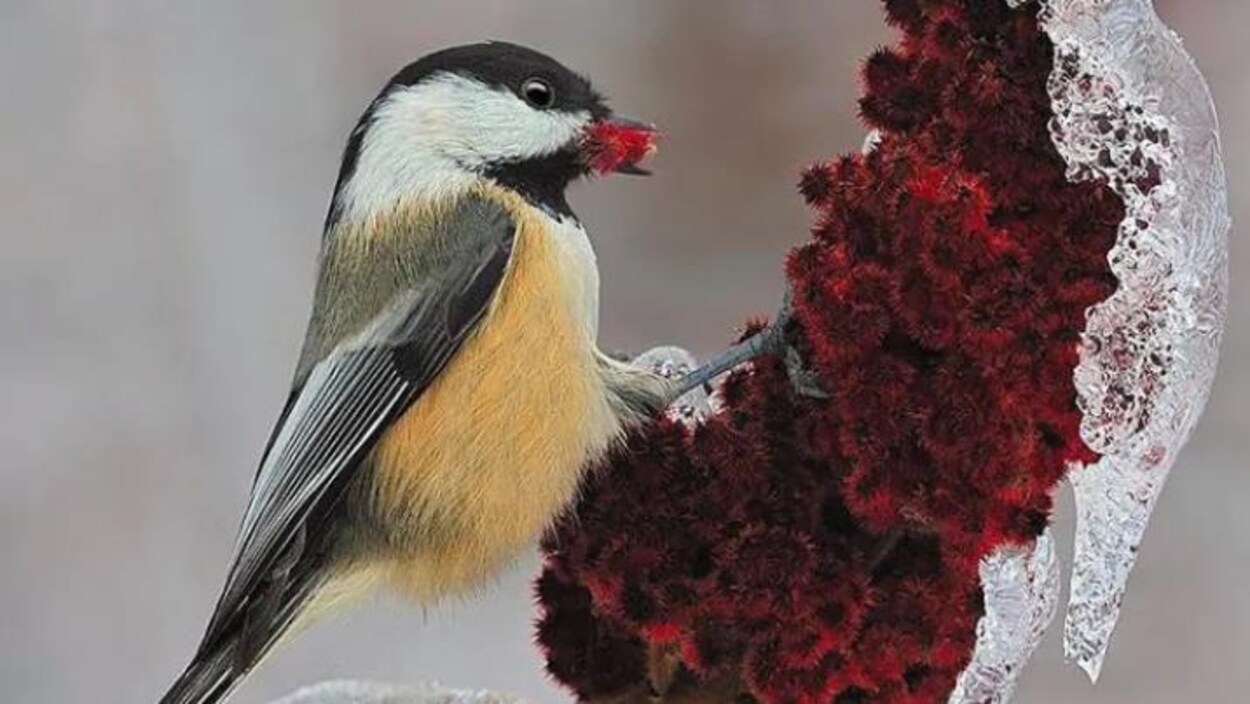 Un oiseau jeune, blanc et noir.
