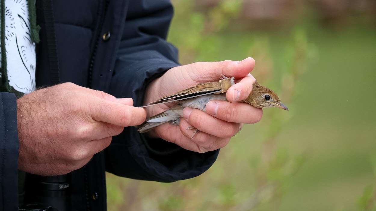 Baguage d'oiseaux migrateurs aux Bergeronnes