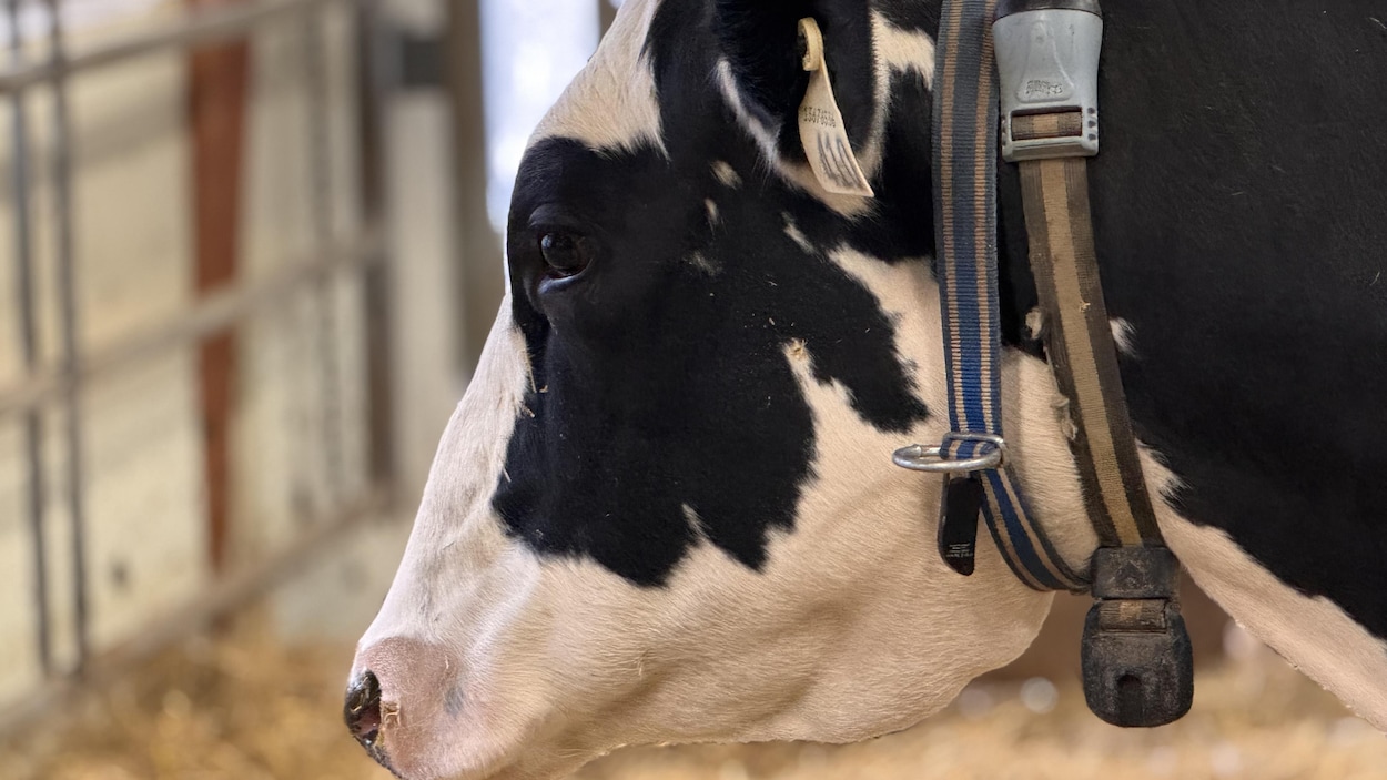 Des chercheurs néo-écossais tentent de comprendre le meuglement des vaches