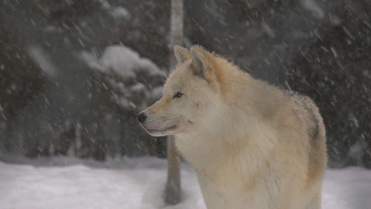Loup datantTennessee sites de rencontre