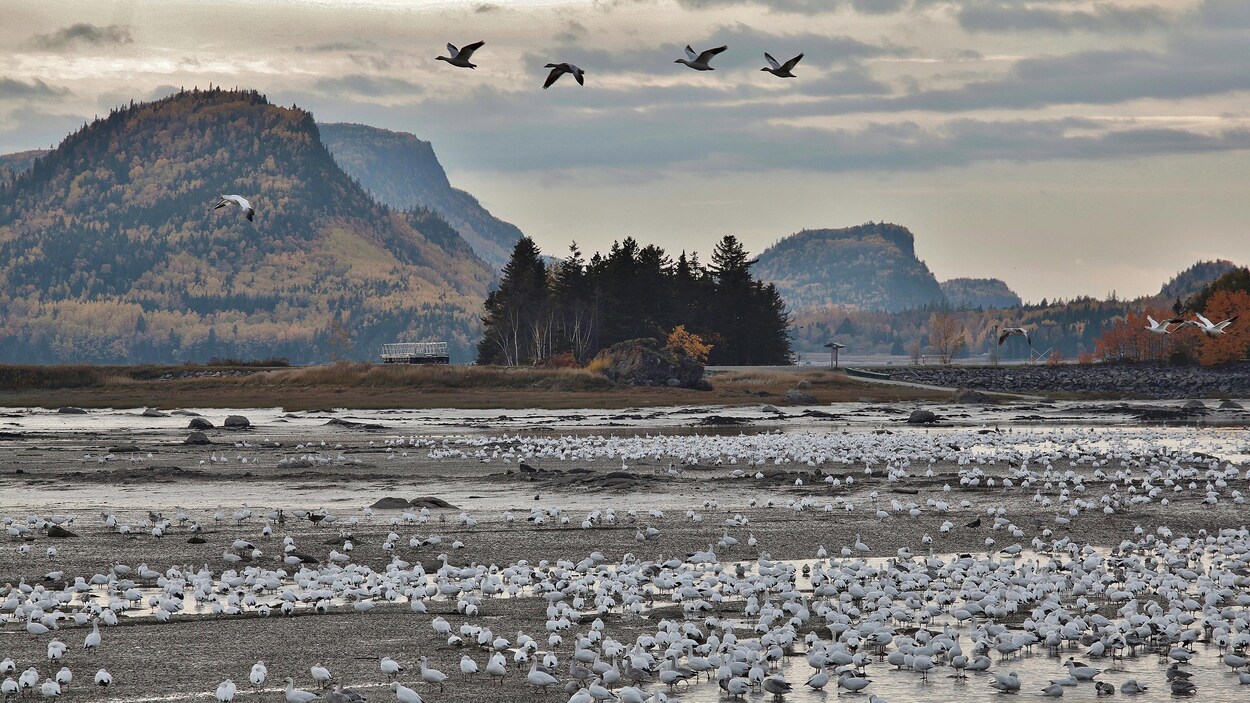 Des oies blanches dans le décor automnal du parc du Bic.