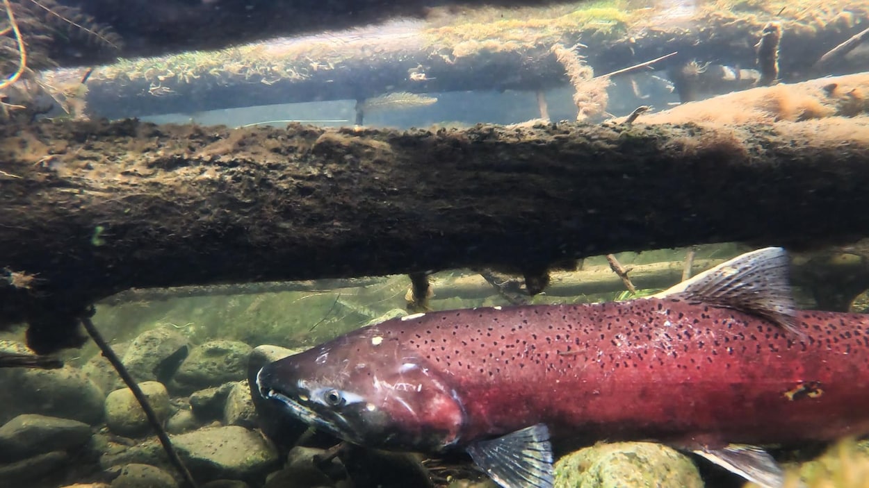 Une étude explique le déclin des saumons par une vague de chaleur marine