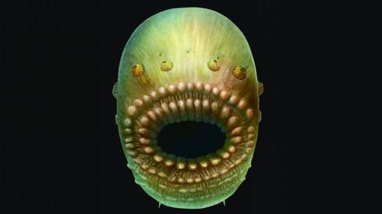 Représentation artistique du Saccorhytus