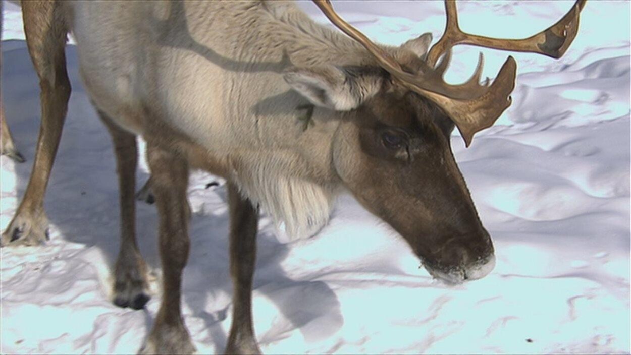 Un caribou forestier.