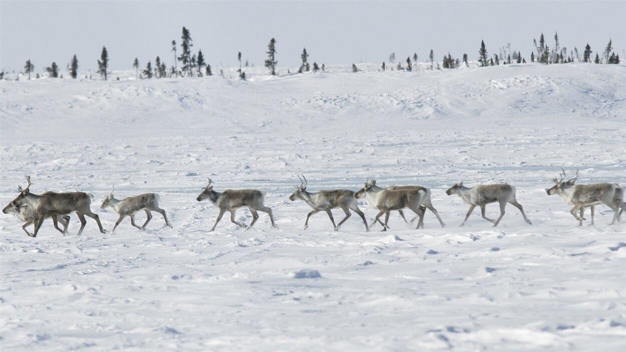 Un troupeau de caribous dans le grand nord canadien Un troupeau de caribous dans le grand nord canadien