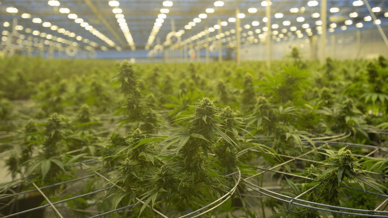 Une serre où poussent des plants de cannabis.
