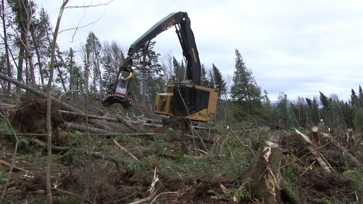 Travaux sylvicoles.