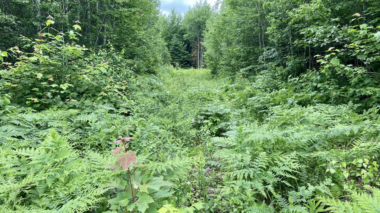 Mobilisation climat Trois-Rivières dépose une pétition à la Ville